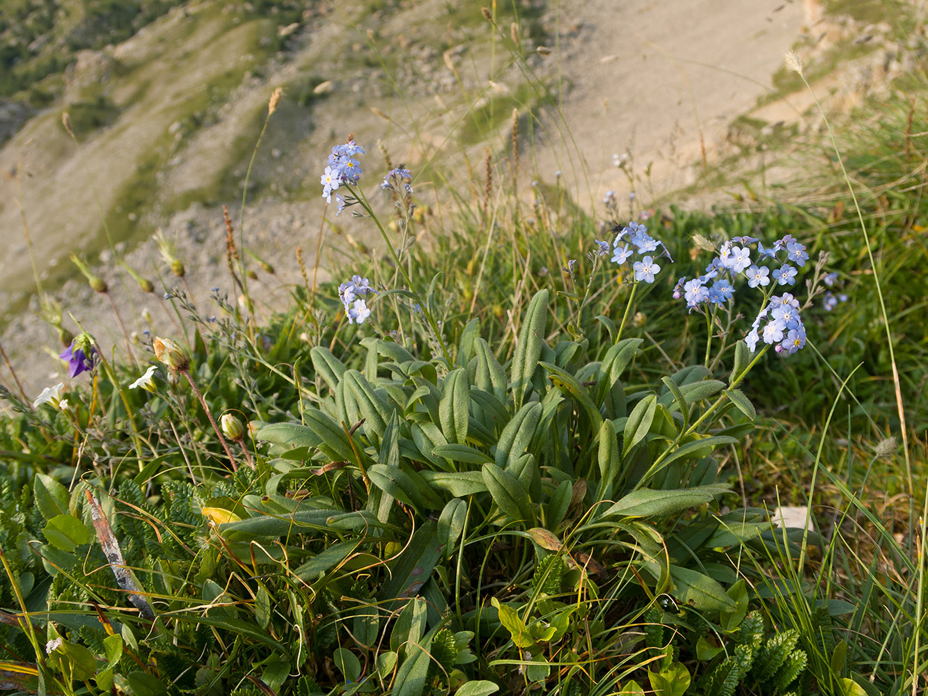Image of Myosotis alpestris specimen.