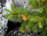 Picea obovata