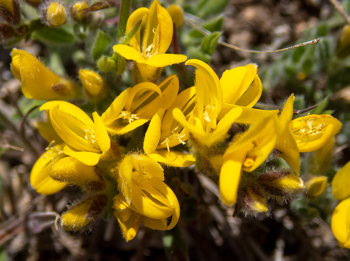 Image of Genista scythica specimen.
