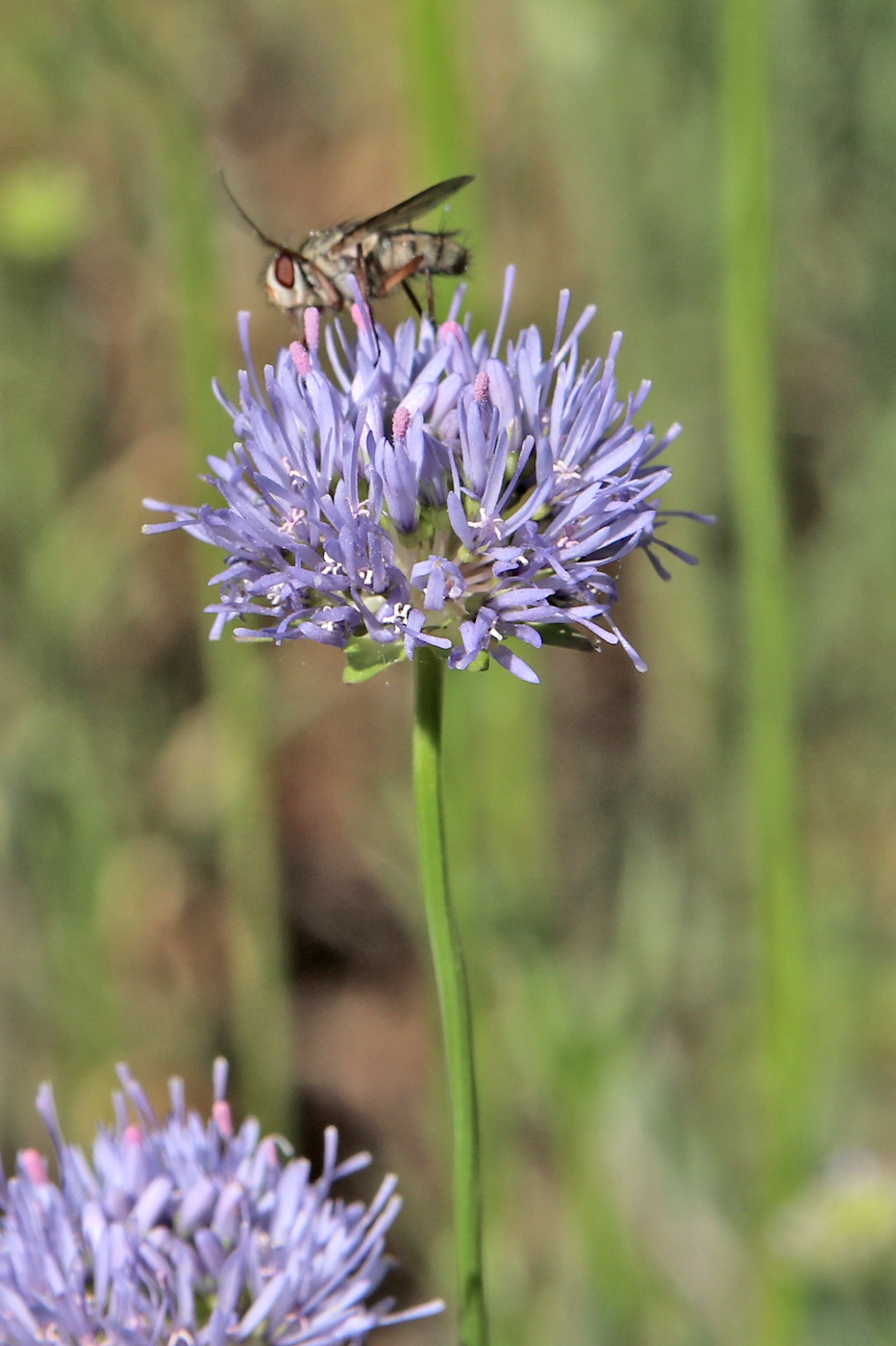 Image of Jasione montana specimen.