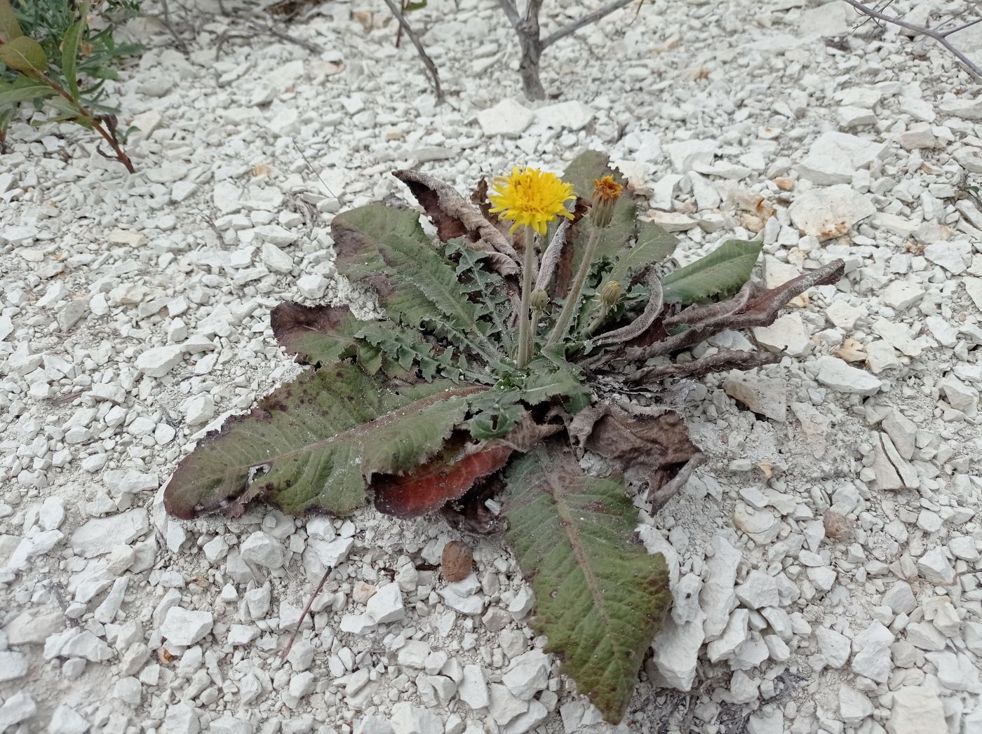 Изображение особи Taraxacum serotinum.