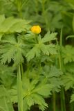 Trollius riederianus. Верхушка побега с бутоном и листьями. Камчатский край, Мильковский р-н, басс. р. Ср. Авача, вост. берег оз. Безымянного (Медвежьего), ≈ 940 м н.у.м., разнотравный луг. 30.06.2025.