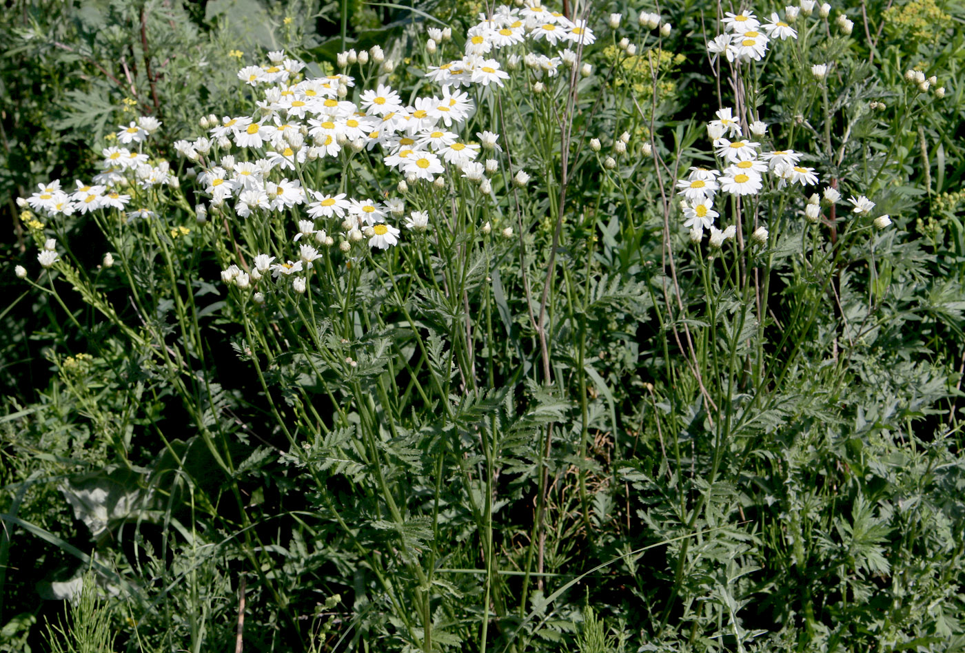 Изображение особи Pyrethrum corymbosum.