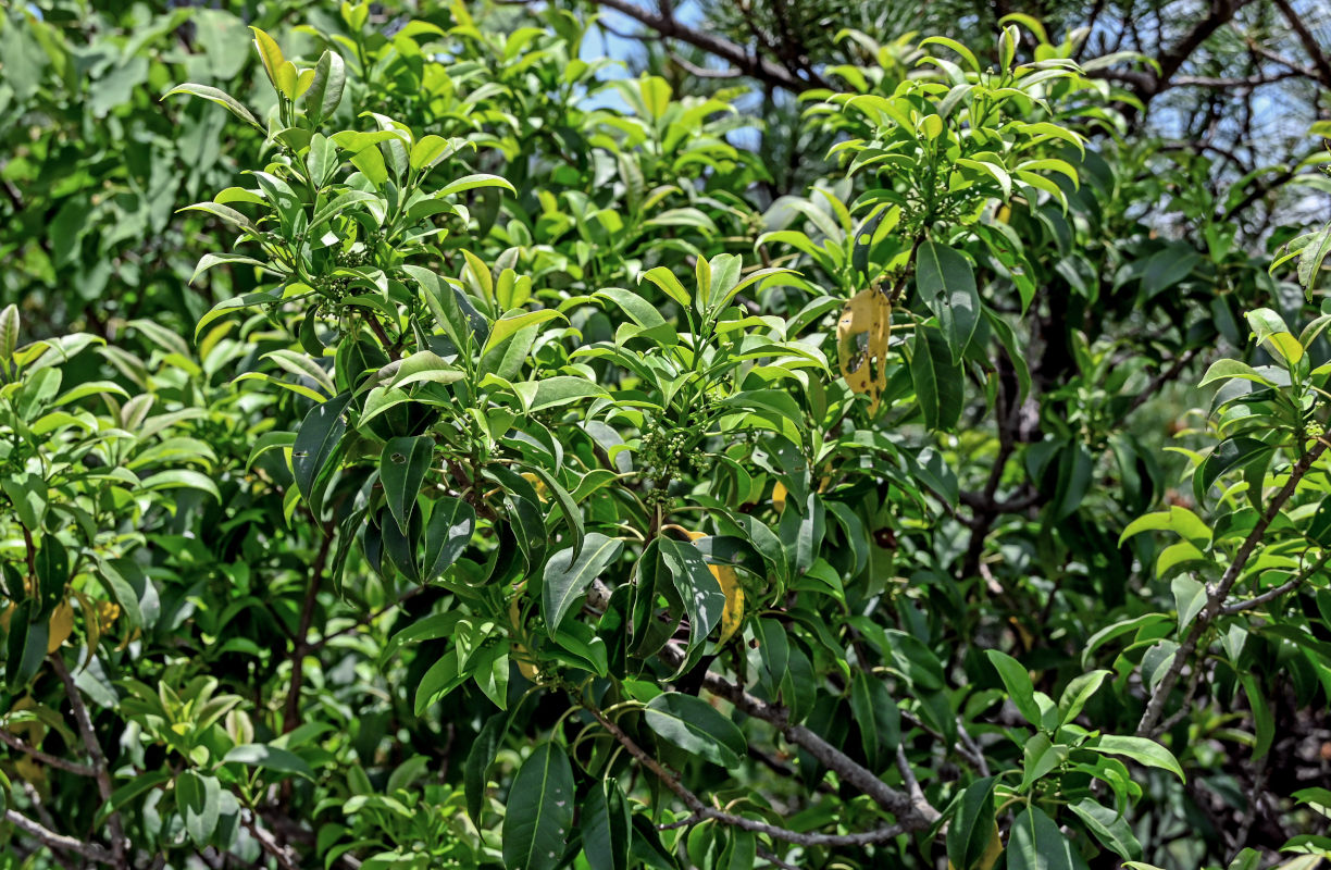 Image of genus Ilex specimen.
