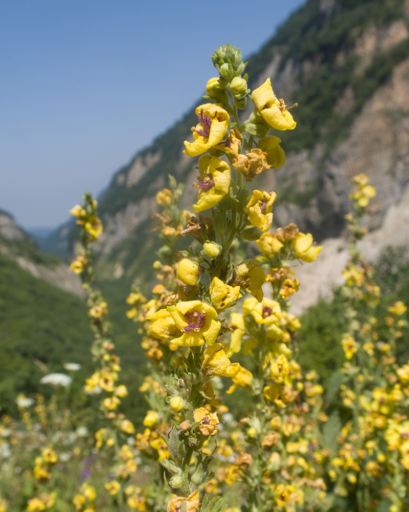 Изображение особи Verbascum laxum.