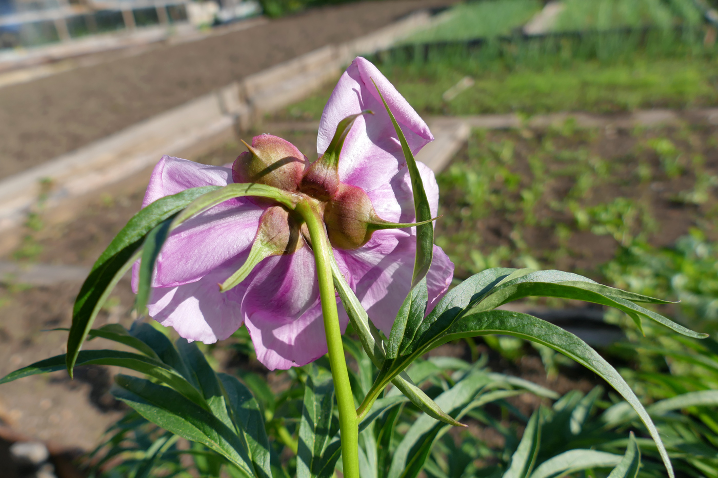 Image of Paeonia anomala specimen.