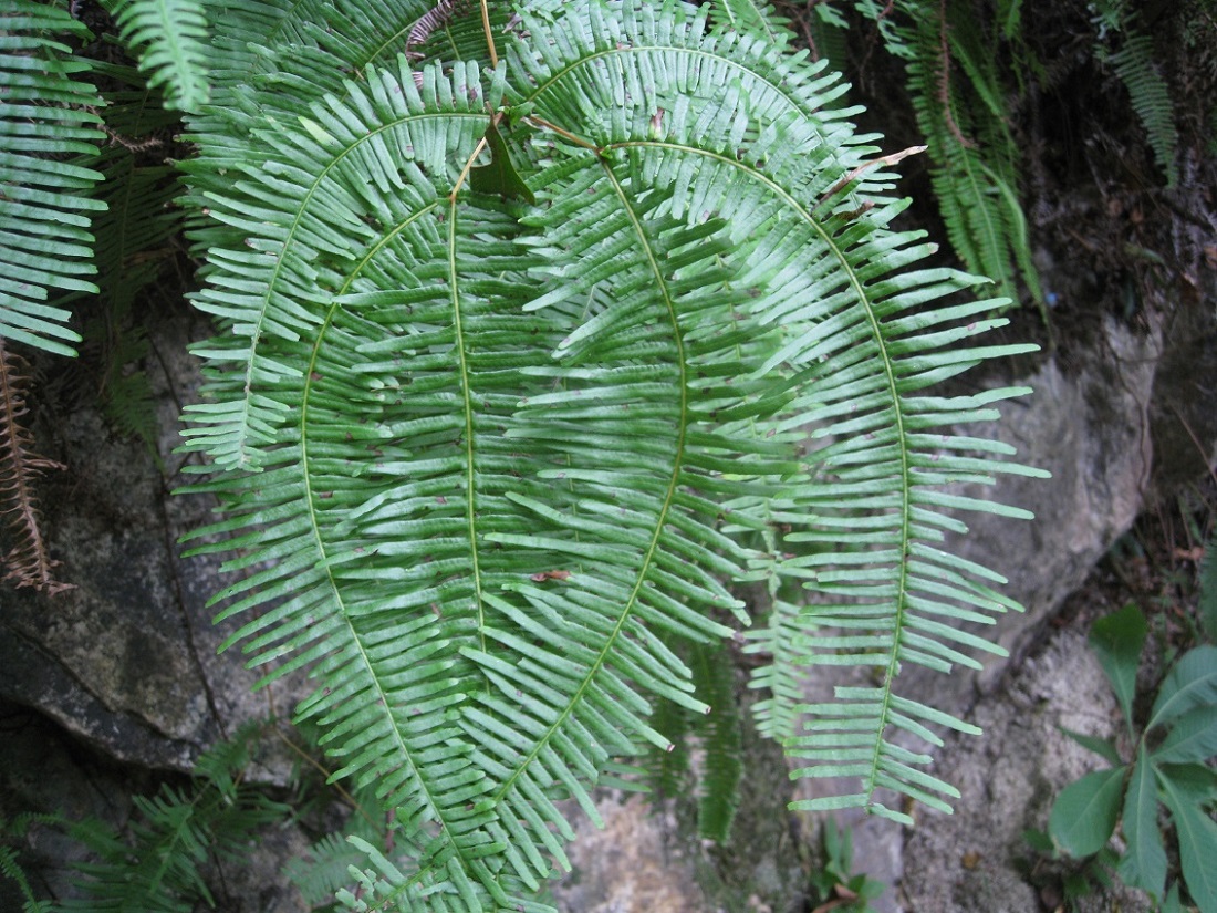 Изображение особи род Dicranopteris.