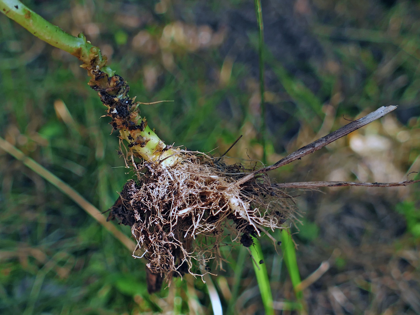 Image of Campanula patula specimen.