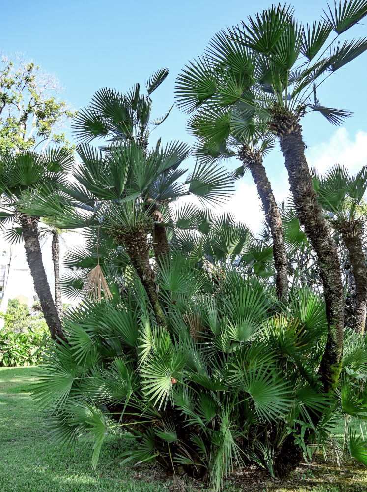 Image of Chamaerops humilis specimen.