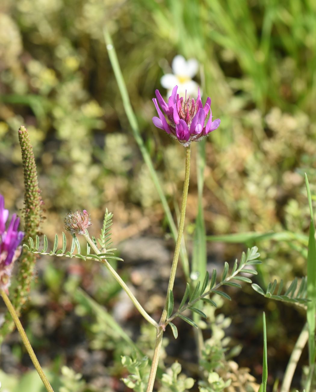 Image of genus Astragalus specimen.