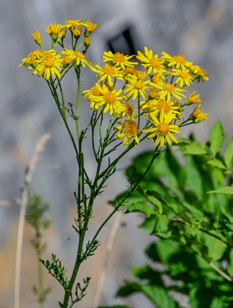 Image of Senecio jacobaea specimen.