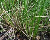 семейство Juncaceae. Основания побегов. Московская обл., Подольский р-н, с/о Лаговский, дер. Матвеевское, опушка леса, переувлажнённая колея грунтовой дороги. 06.09.2025.