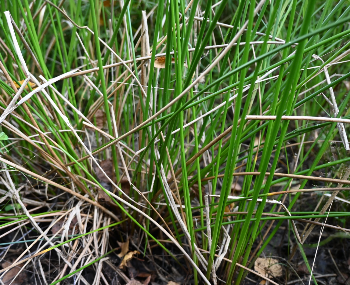 Изображение особи семейство Juncaceae.