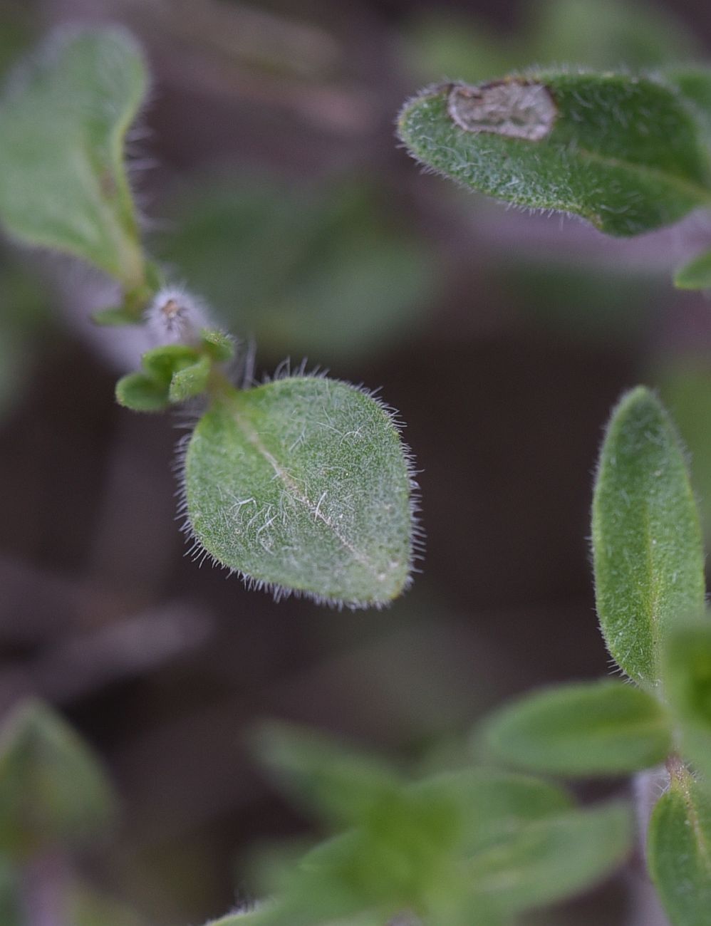Изображение особи Неопознанный вид.