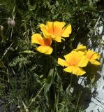 Eschscholzia californica. Цветущее растение. Республика Кипр, Троодос, ≈ 1400 м н.у.м., крутой каменистый склон. 10.05.2026.