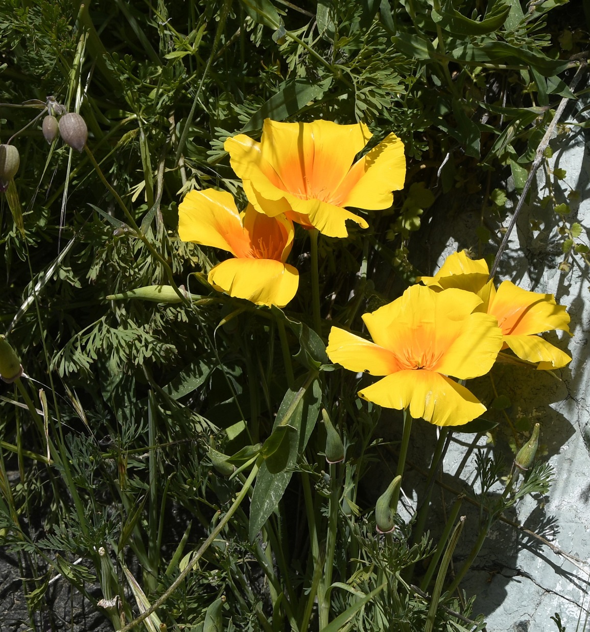 Image of Eschscholzia californica specimen.