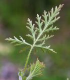 Erodium stephanianum. Листья (вид на абаксиальную поверхность) и бутон. Приморский край, Хасанский р-н, западный берег бухты Рейд Паллада вблизи косы Назимова, песчано-галечниковая морская терраса. 16.05.2026.