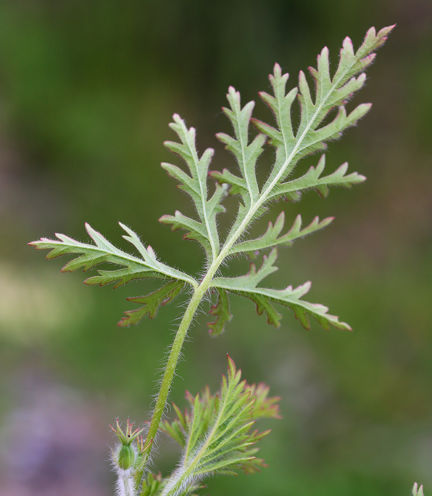 Изображение особи Erodium stephanianum.