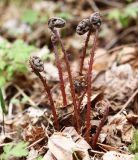 Athyrium sinense. Растение с молодыми вайями. Приморский край, окр. г. Владивостока, п-ов Муравьёва-Амурского, в хвойно-широколиственном лесу. 27.04.2016.