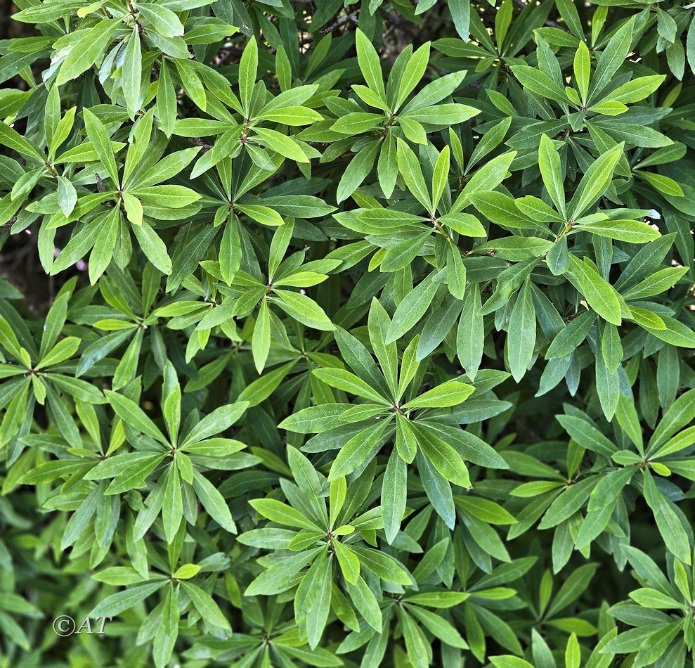 Image of Daphne mezereum specimen.