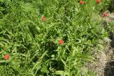 genus Zinnia. Цветущие растения в сообществе с Tagetes minuta, Schkuhria pinnata и Poaceae. ЮАР, пров. Гаутенг, пригород Киблер Парк (Kibler Park), природный запов. \"Клиприверсберг\" (Klipriviersberg Nature Reserve), ферма семьи Морей (Marais Family), залежь. 20.01.2025.