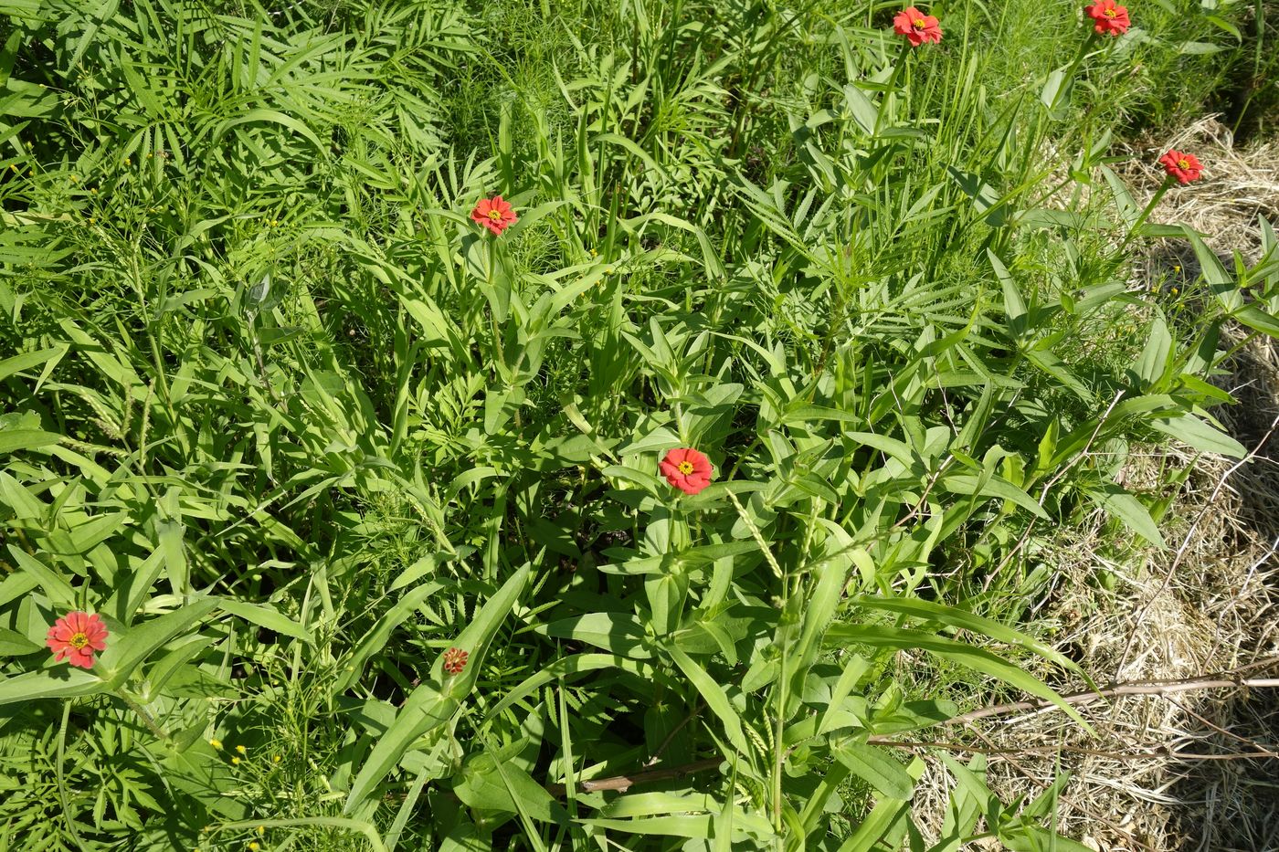 Image of genus Zinnia specimen.