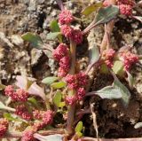 Oxybasis rubra. Часть побега плодоносящего растения. Астраханская обл., с. Никольское, песчаный берег Волги. 03.10.2025.