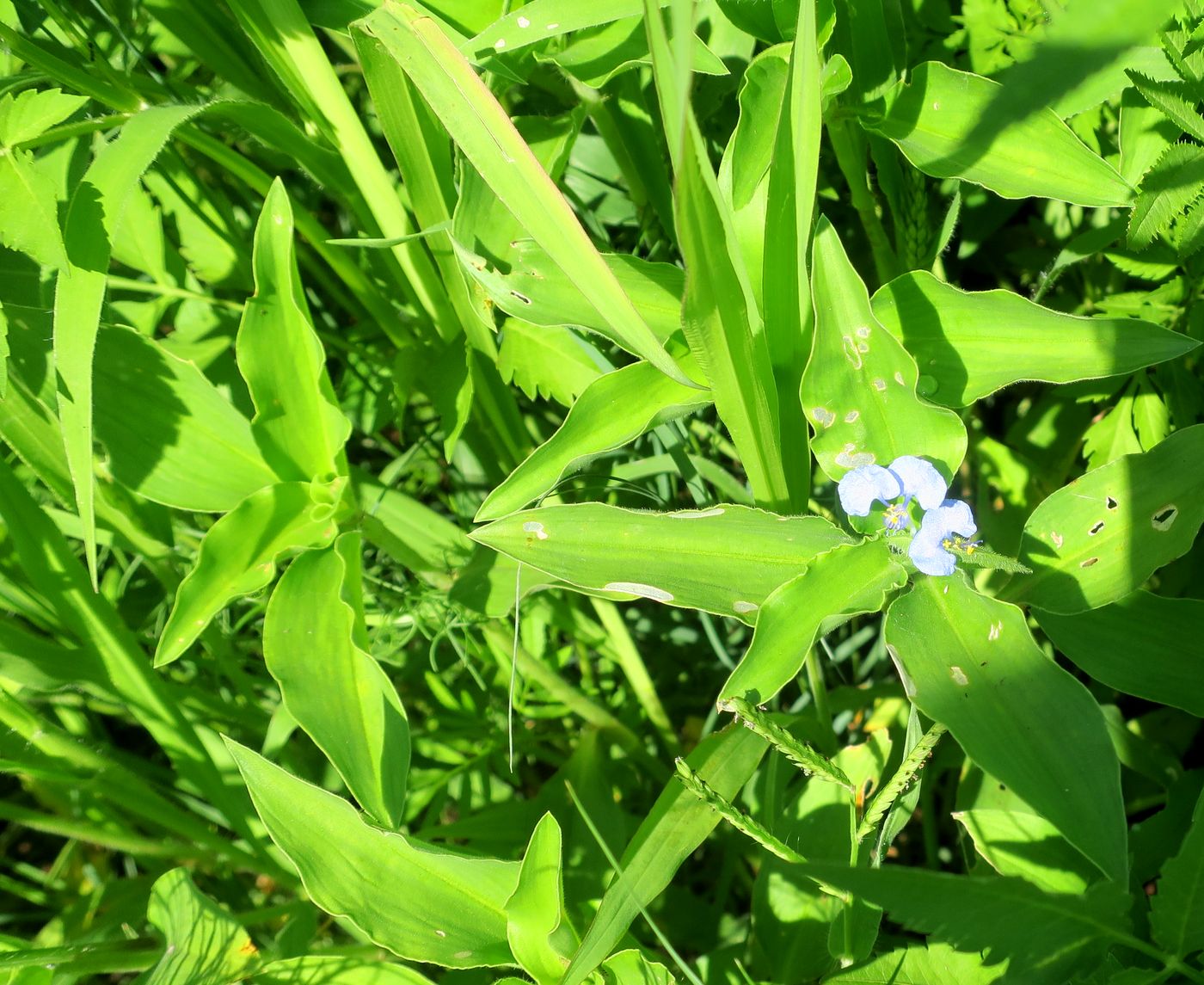 Image of Commelina benghalensis specimen.