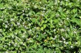 Clematis vitalba. Цветущие растения в сообществе с Vitis acerifolia, Rubus sp. и Hypericum perforatum. Узбекистан, г. Ташкент, Ботанический сад им. Ф.Н. Русанова, в культуре. 25.07.2026.