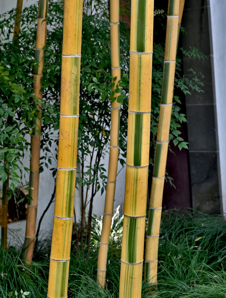 Image of Phyllostachys aureosulcata specimen.