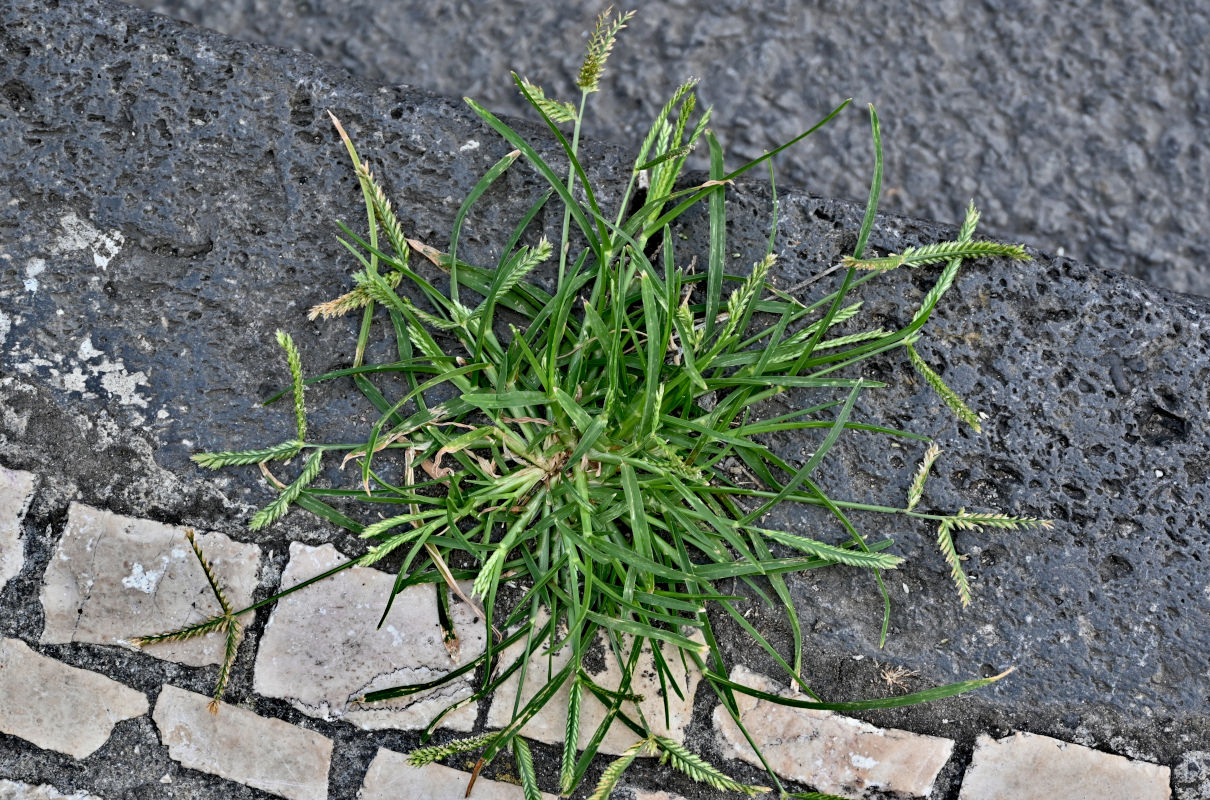 Image of Eleusine indica specimen.