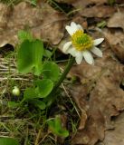 View full-size image genus Caltha