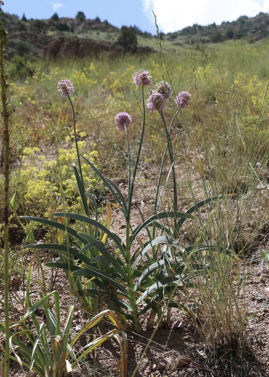 Изображение особи Allium polyphyllum.