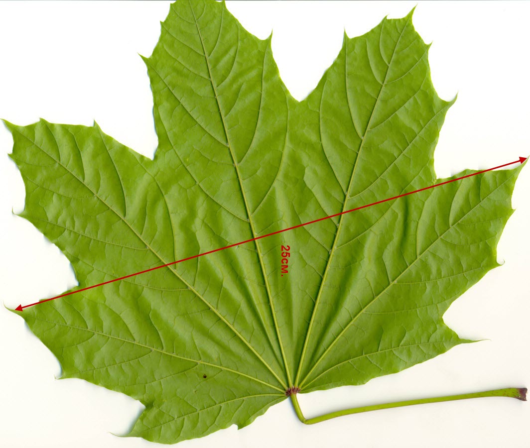 Image of Acer platanoides specimen.