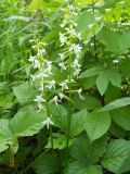 Platanthera bifolia. Верхушка цветущего растения. Новосибирская обл., Искитимский р-н, пгт Линёво, берёзовый колок. Июнь 2010 г.