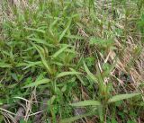 genus Melampyrum. Поросль. Мурманская обл., окр. пгт Росляково, обочина дороги у подножья южного склона Большой Росляковской горы. 04.06.2011.