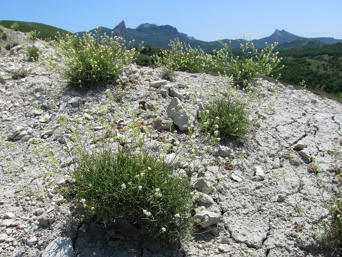 Изображение особи Lepidium turczaninowii.