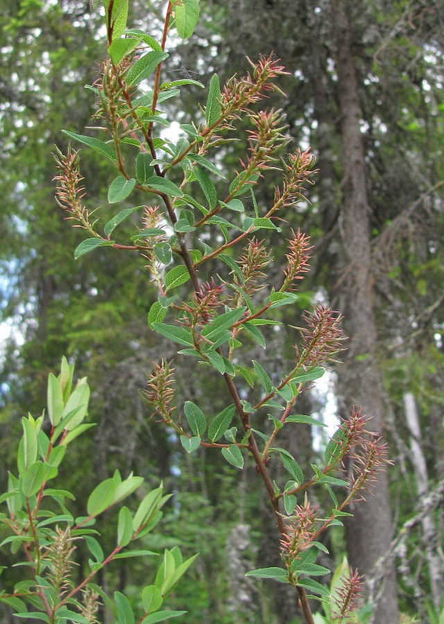 Image of Salix myrtilloides specimen.