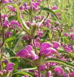Phlomis pungens. Часть соцветия. Украина, Донецкая обл., Артёмовский р-н, окр. с. Дроновка. 23.06.2011.
