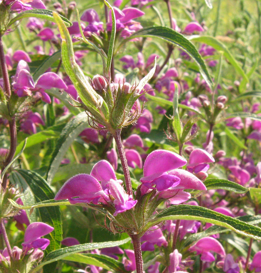 Image of Phlomis pungens specimen.