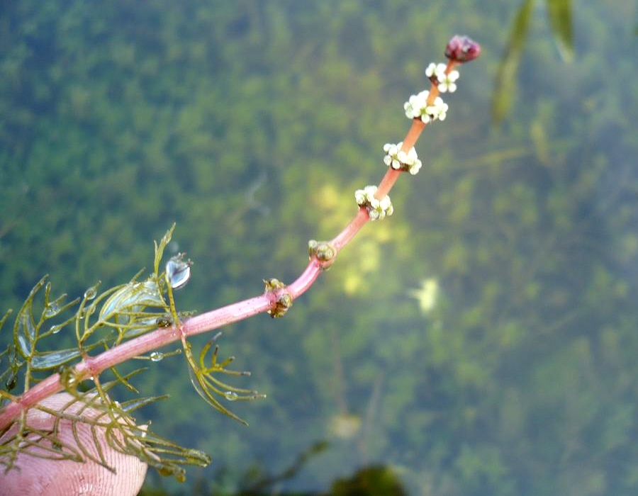 Изображение особи Myriophyllum sibiricum.