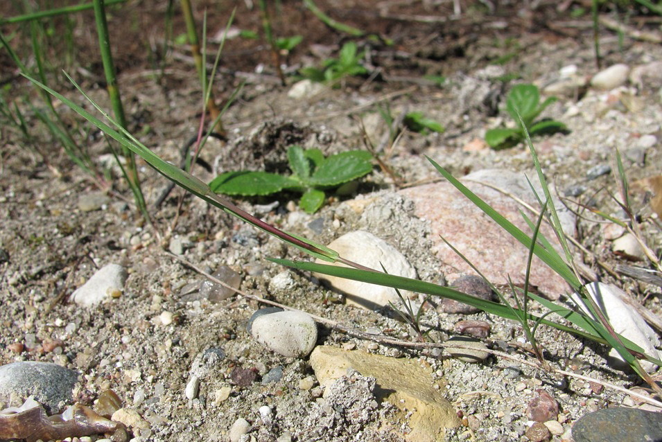 Изображение особи Agrostis stolonifera.