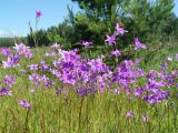 Campanula patula