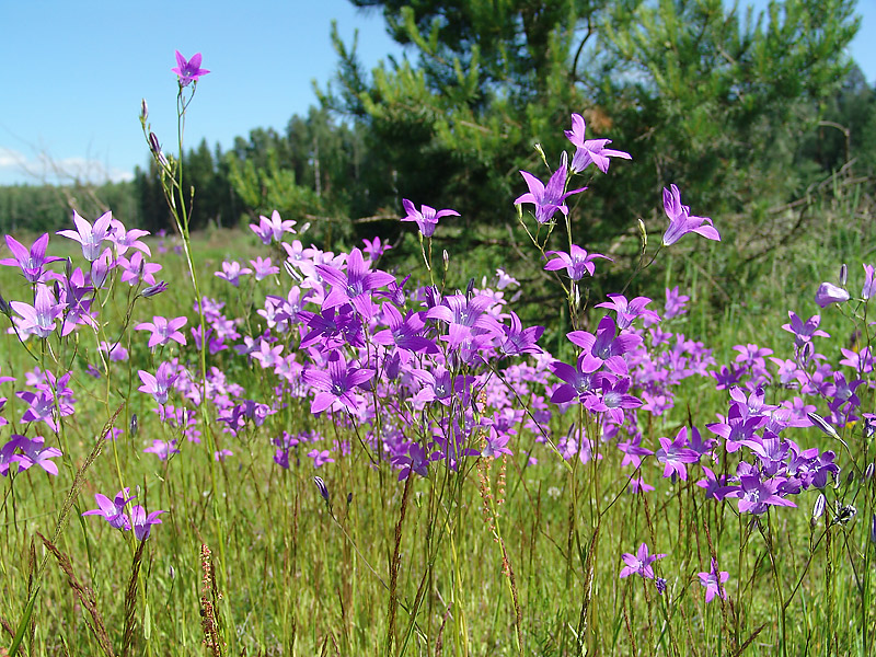 Image of Campanula patula specimen.