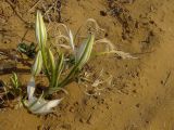 Pancratium maritimum. Цветущие и плодоносящие растения на берегу в зоне забрызга. Израиль, Шарон, г. Герцлия, побережье Средиземного моря. 01.10.2009.