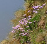 Aster alpinus