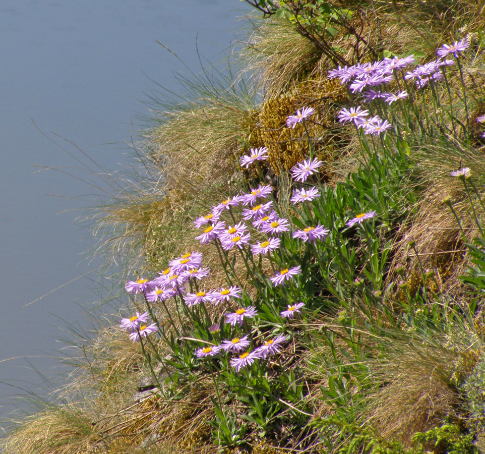 Изображение особи Aster alpinus.