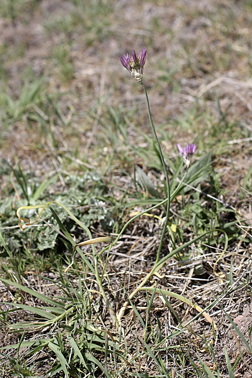 Изображение особи Allium jodanthum.