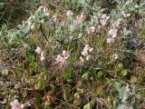 Pyrola grandiflora