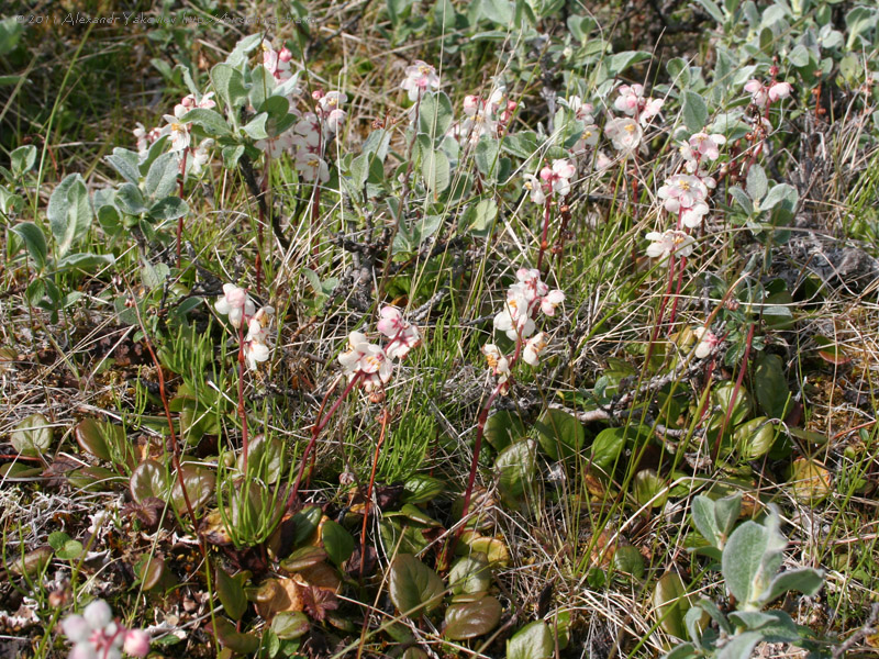 Image of Pyrola grandiflora specimen.